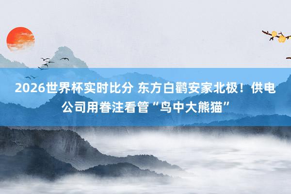 2026世界杯实时比分 东方白鹳安家北极!供电公司用眷注看管“鸟中大熊猫”